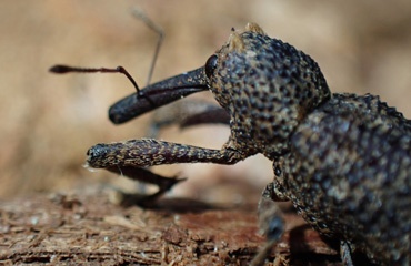 Weevil